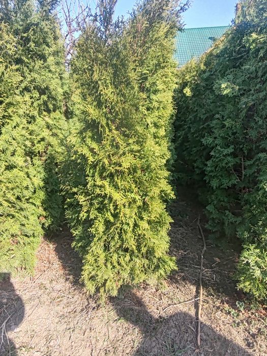 Vând tuia columnaris și smaragd  120 -250 cm!