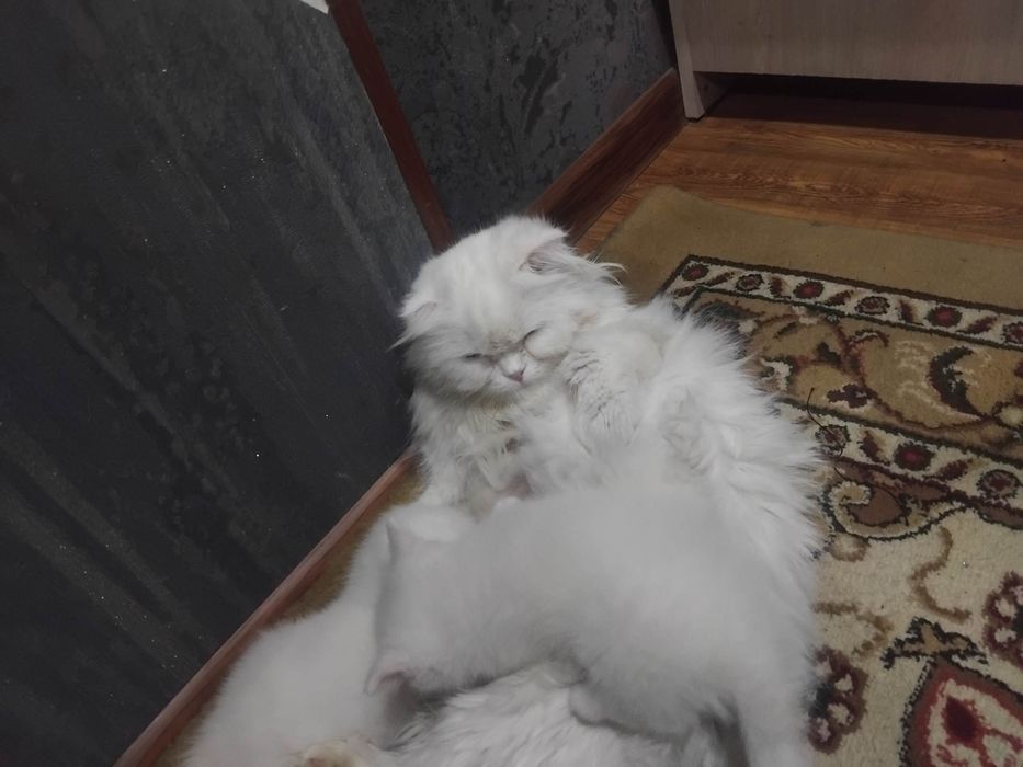 Скотиш фолд старает хеланд бронга