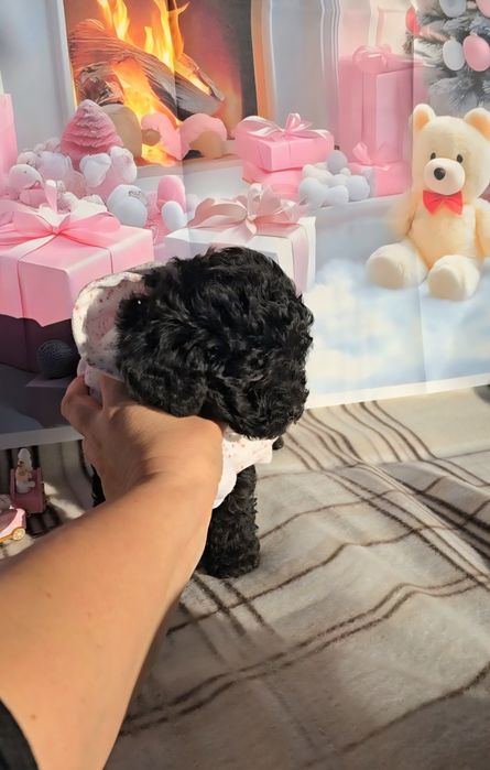 !РЕЗЕРВИРАНО!Мини пудел с родословие- 5 поколения назад