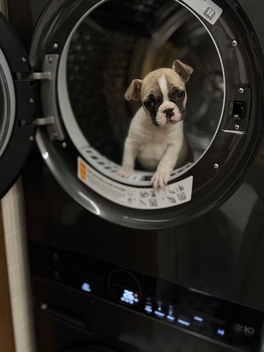 Французкий бульдог