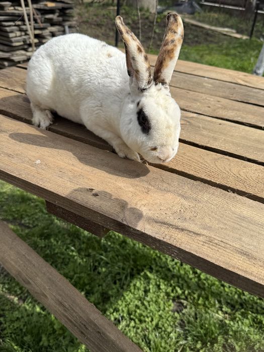 Vând californian , uriaș belgian,rex mediu