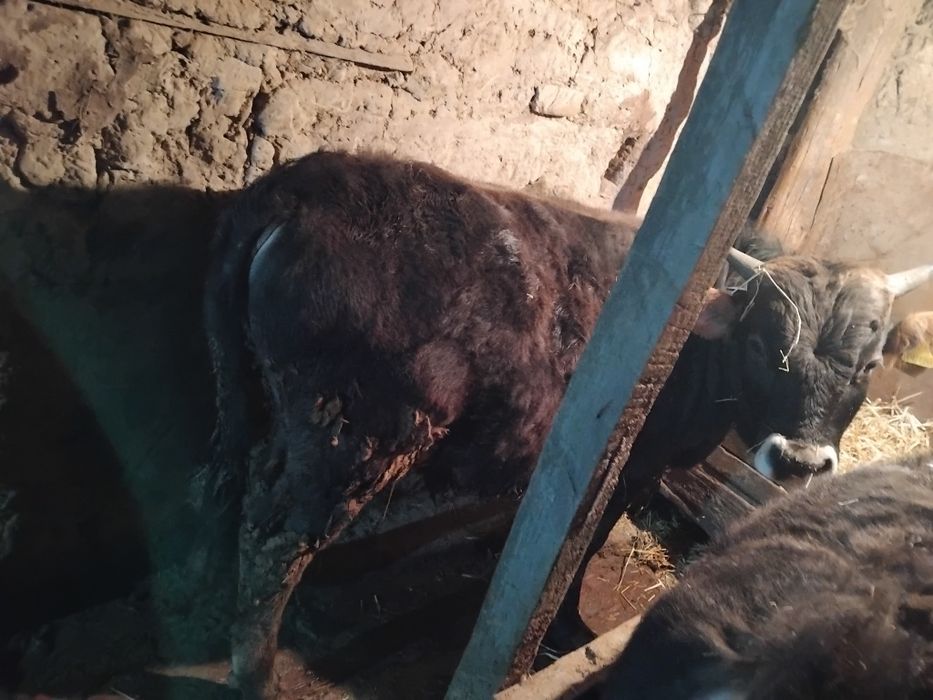 Продам бычка 1.2 года