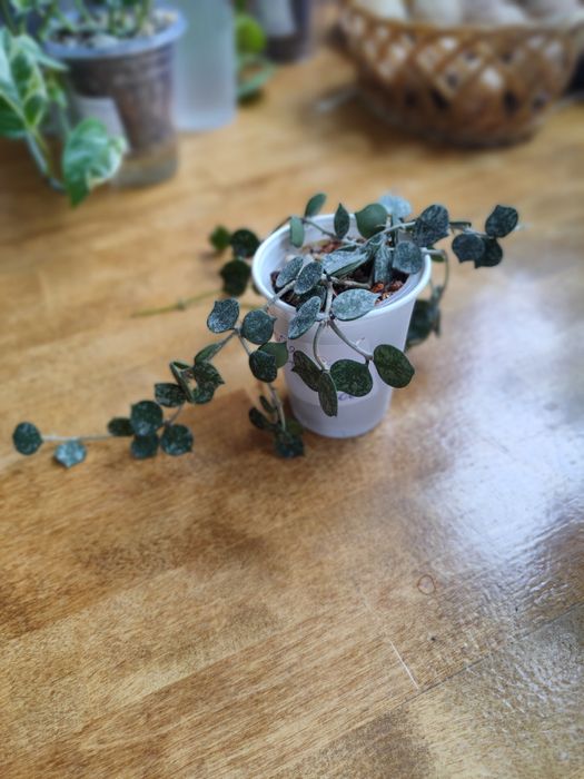 Хойя Curtisii, домашнее растение