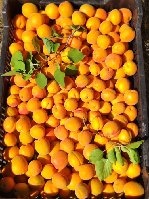 Caise Tasnad 10 lei/kg str Ștefan cel Mare nr 84P,foarte dulci si aromate(peste drum de Unitatea Militara) 0742679909