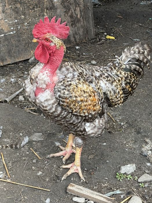 ratoi si cocosi de vanzare