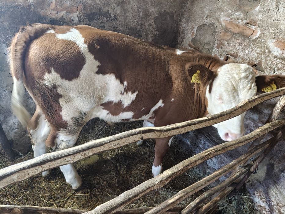Vând vițel bălțat