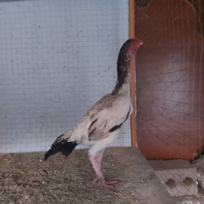 Шамо микс 2год крупный несутся