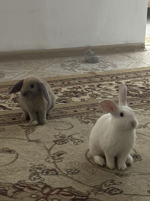 Декоративные кролик(вислоухие)
