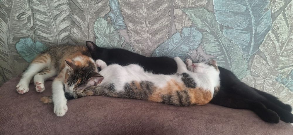 Отдам котят чистые