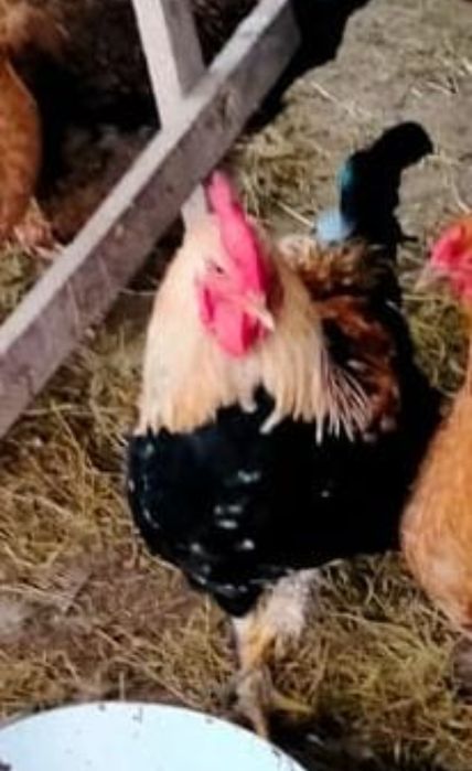 Молодняк (петушки) қораздар