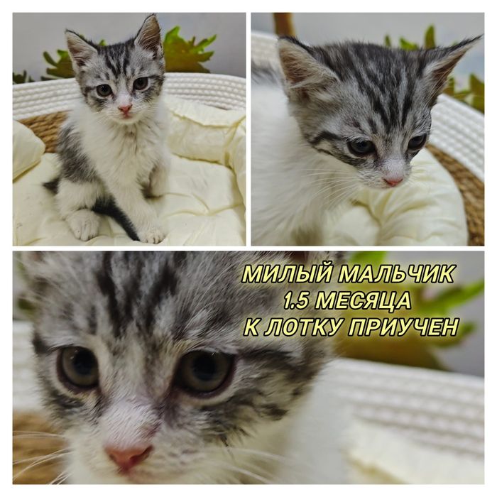 Отдаю котят даром