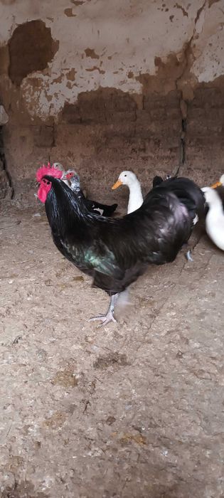 Vand oua de gaini australorp negre.