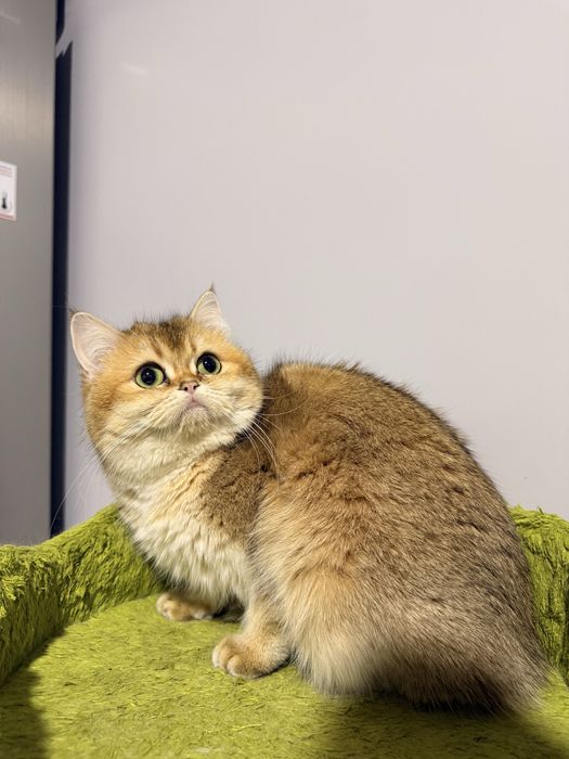 На продаже кошечка