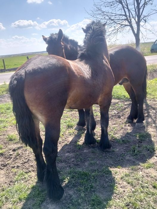 Mânji armăsari de 2 ani