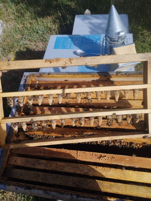 Пчелни отводки 2026