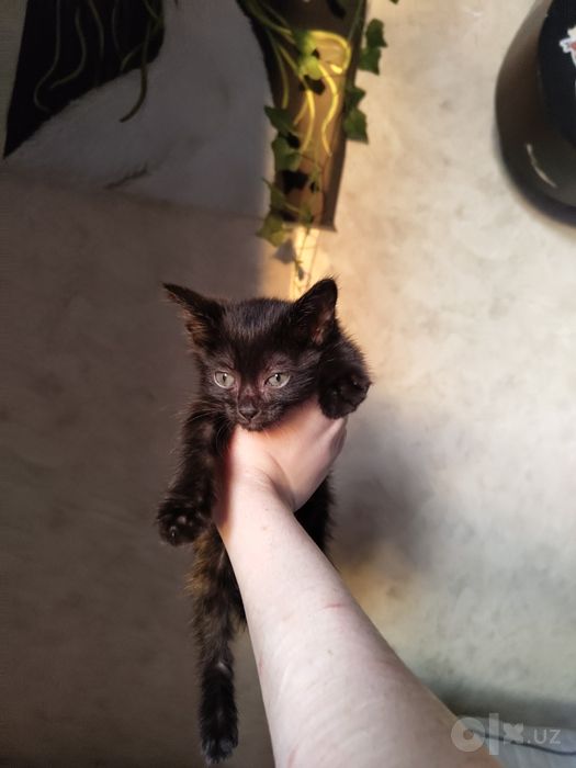 Котенок Бесплатно в добрые руки
