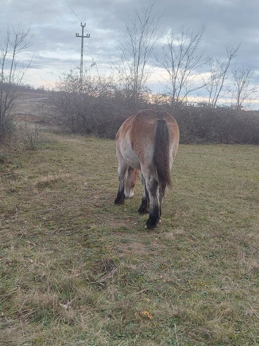 Se vand, manza sarga si murga .