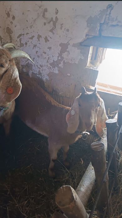 Vând capre/țap negociabil