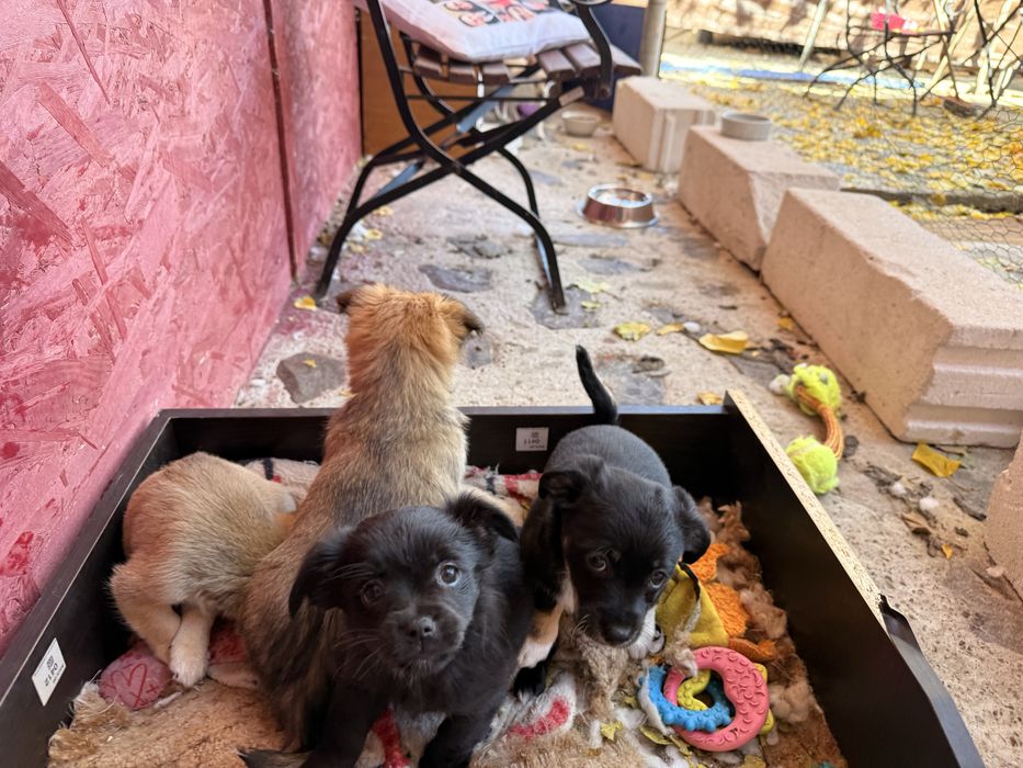 adoptie Caini - vaccinati, deparazitati