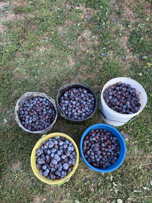 Se vinde prune ...