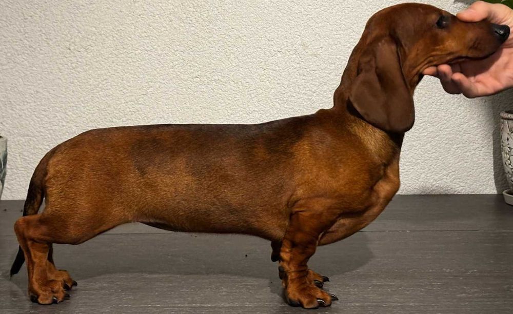 Teckel Dachshund par scurt Pedigree FCI