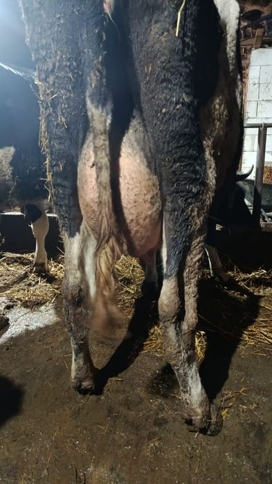 Vând vaca tânără Holstein