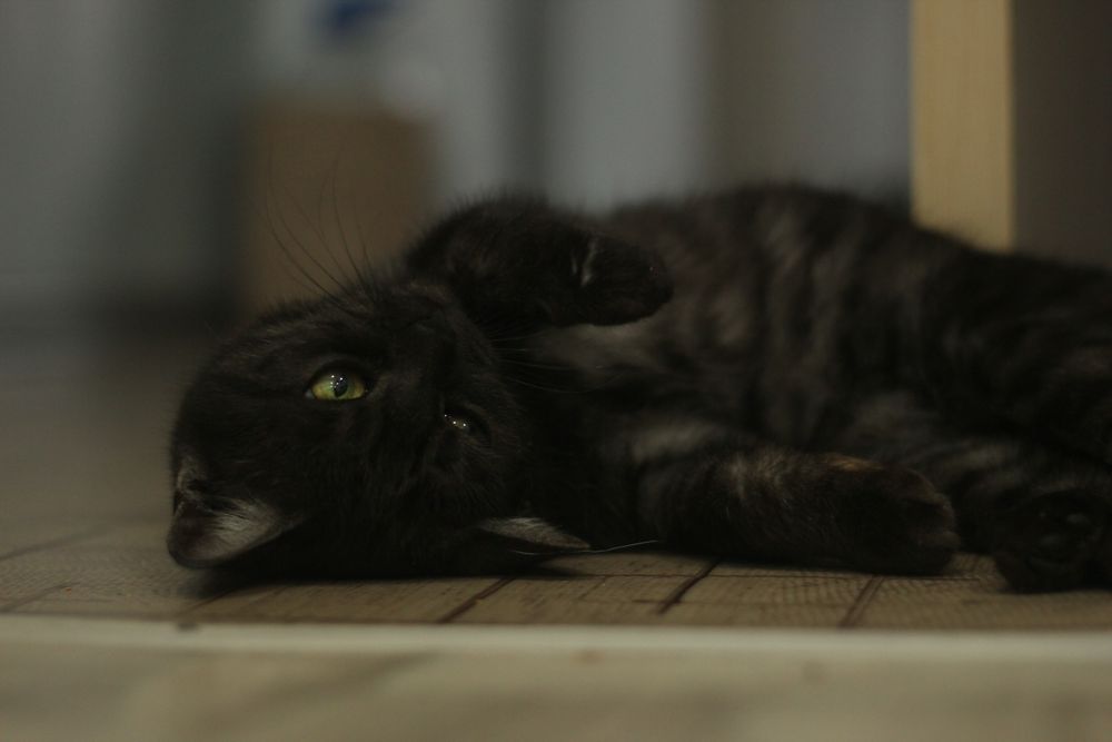 Скотиш страйд в добрые руки девочка