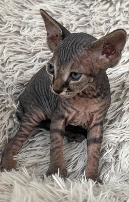 Puiuți Canadian Sphynx disponibili – pedigree WCF