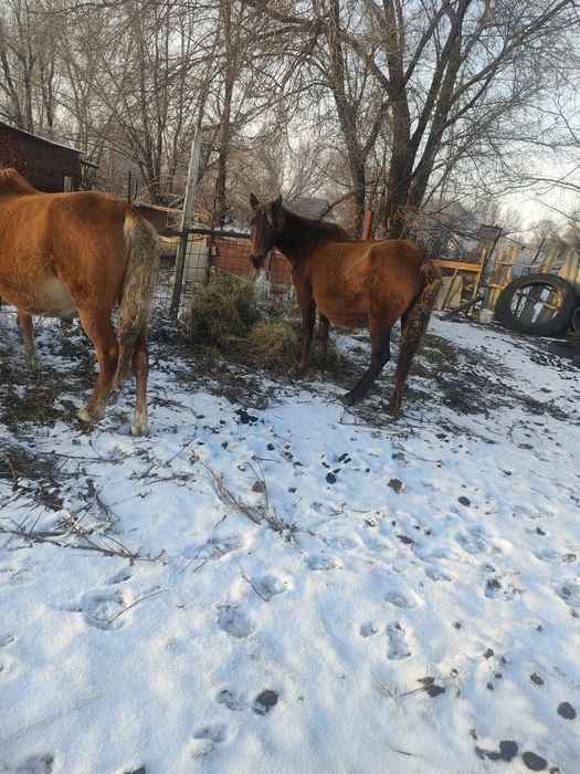 Буаз биелер Марта туад