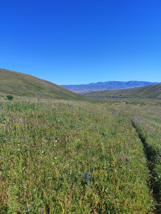 Мёд оптом продам