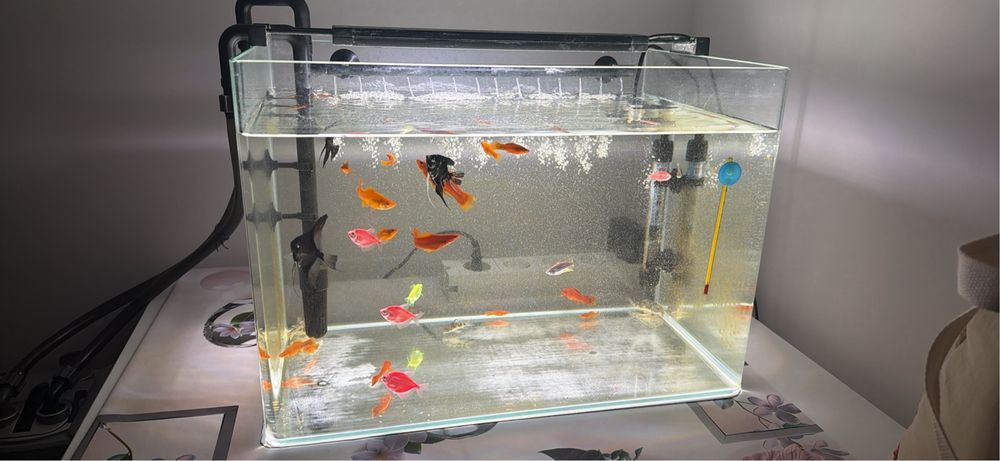 Acvariu si filtru jbl e902