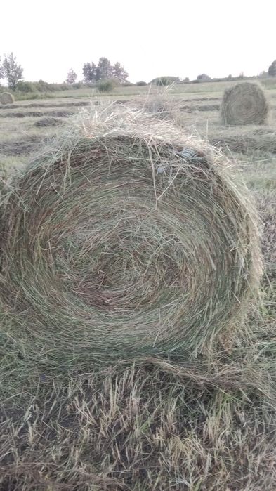 Продам сено луговой