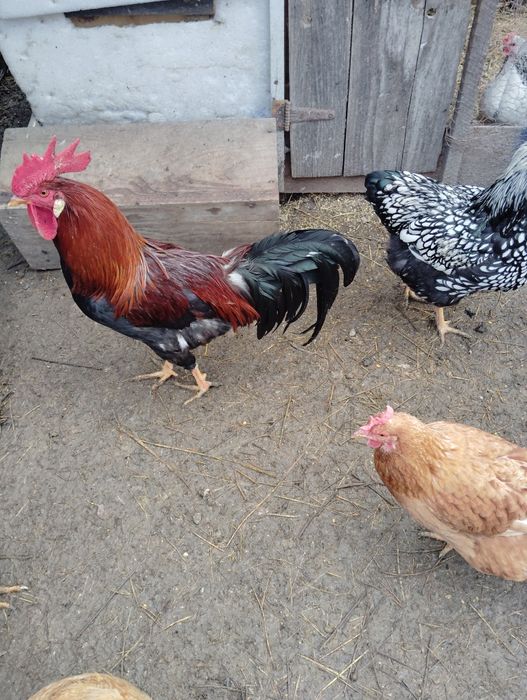 Vânzare oua de casa/ păsări crescute în libertate