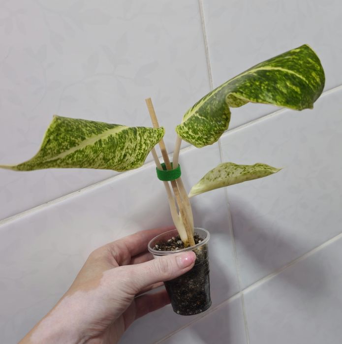 Аглаонемы Тайланд, Китай