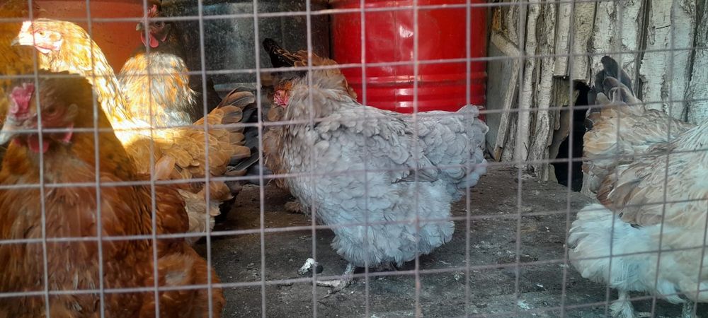 Яйцо Яйцо Яйцо куриное