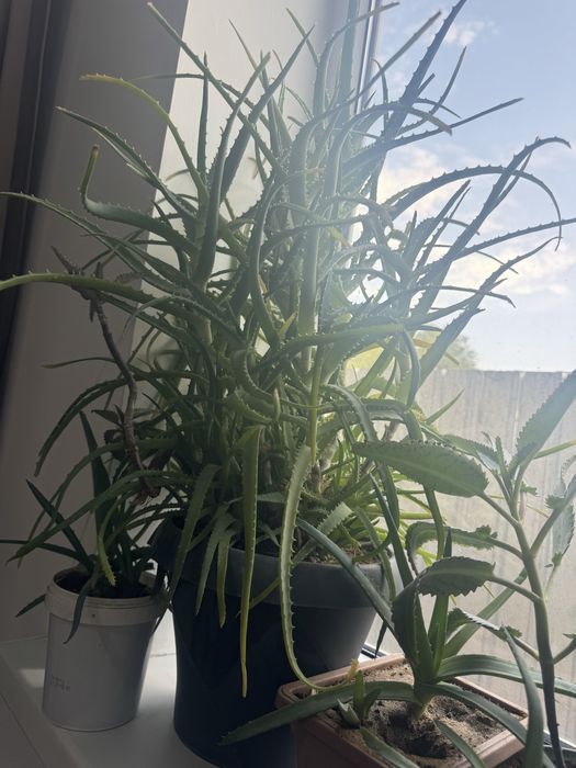 Комнатные растения