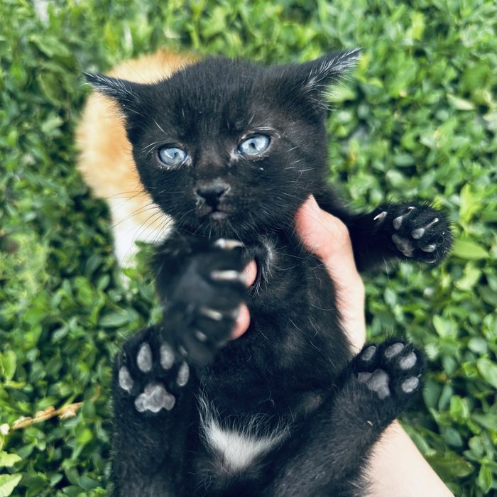 Котята бесплатно