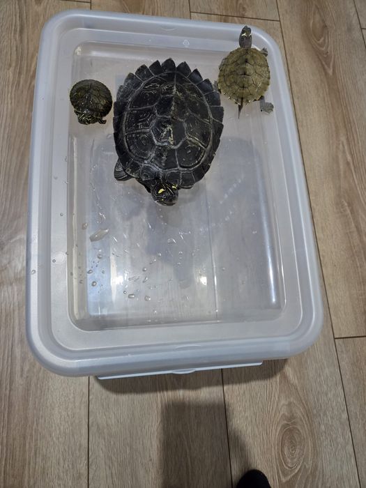 Vand broaste testoase