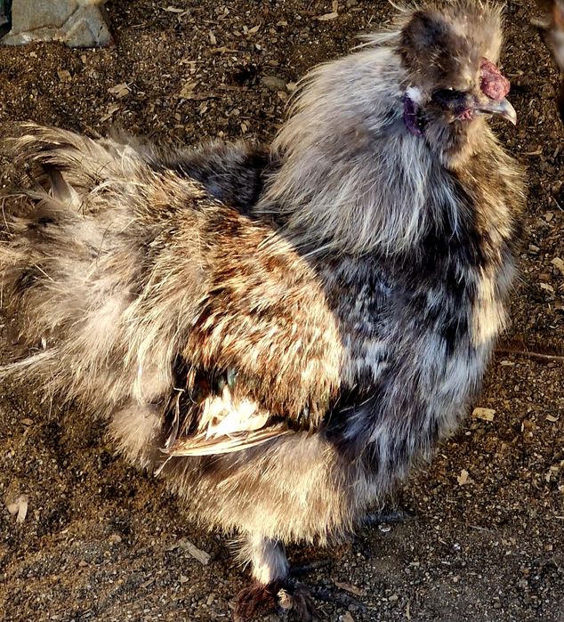 Vindem cocosi  diferite rase