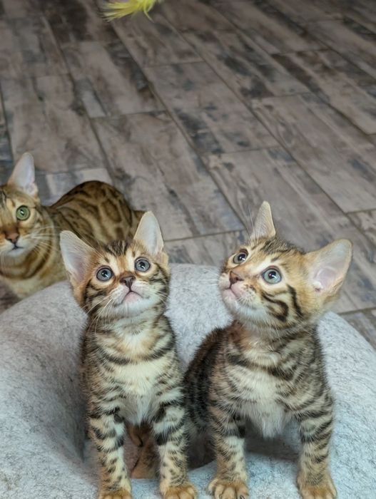 Бенгальские котята
