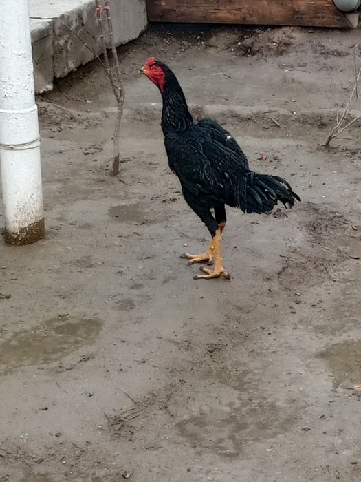 Дакан Хуроз сотилади нархи700.000сум