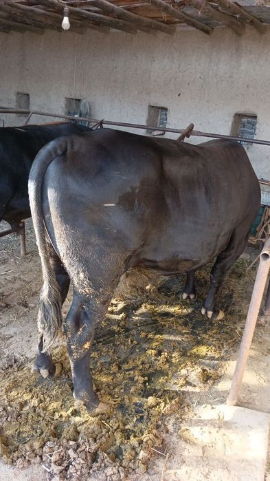 Buqalar sotiladi jivoy vesga eng kichkinasi 450 kottasi 600+650 kilo