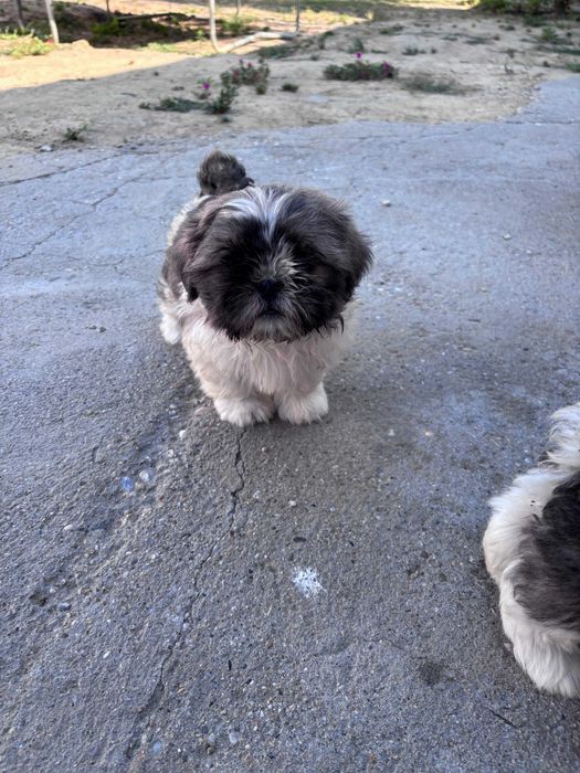 Pui Shih Tzu talie mică (baieteti)– Își caută familii iubitoare și responsabile