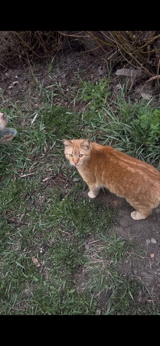 Мальчики в поисках дома