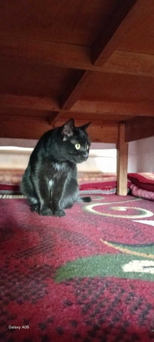 Uy mushugu toza ozoda