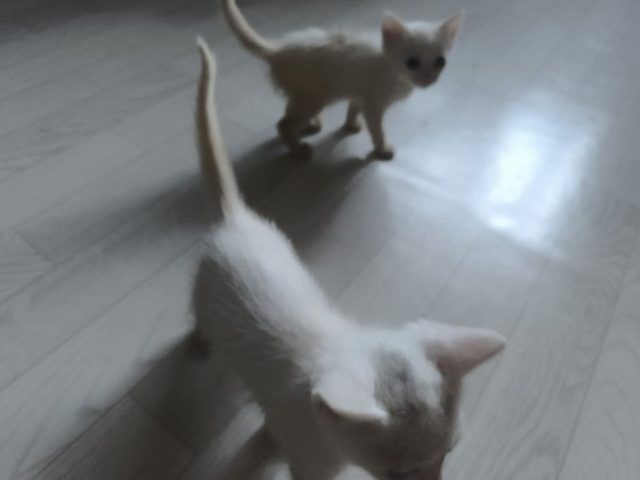 Отдам котят район Лесозавод