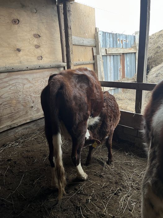 Сиыр корова Бұзаулы сиырлар