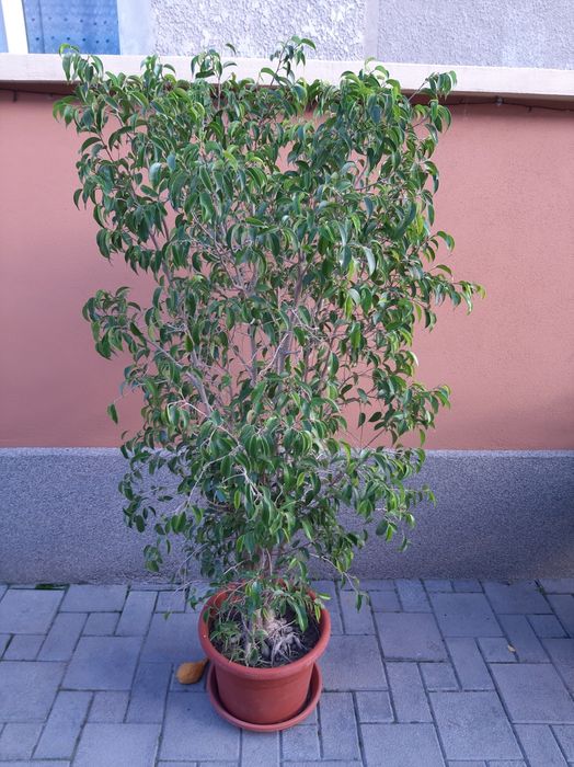 Ficus cu frunza mică