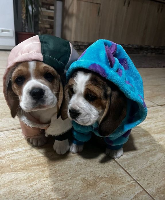 Doi căței rasa beagle își caută familie