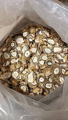 Веселка обыкновенная, сушонное плодовое тело